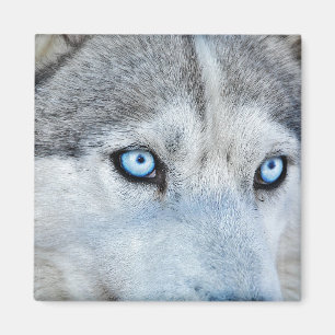 Sluiting Siberian Husky met Blue Eyes Magneet