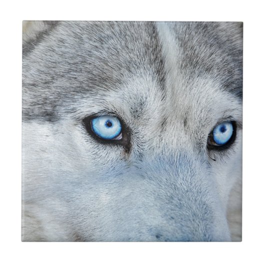 Sluiting Siberian Husky met Blue Eyes Tegeltje (Voorkant)
