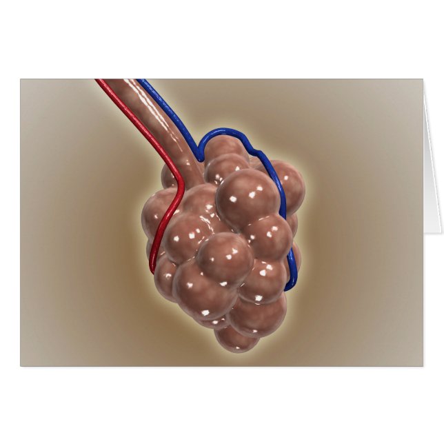 sluiting van Alveolus (Voorkant Horizontaal)