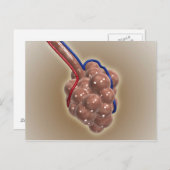 sluiting van Alveolus Briefkaart (Voorkant / Achterkant)