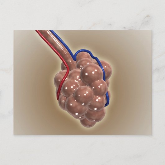 sluiting van Alveolus Briefkaart (Voorkant)