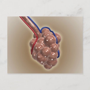 sluiting van Alveolus Briefkaart