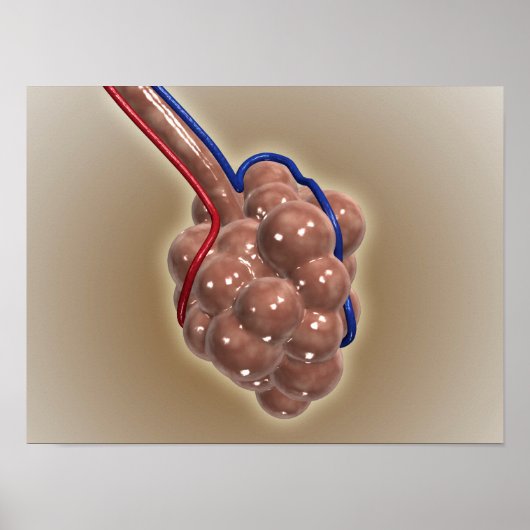 sluiting van Alveolus Poster (Voorkant)