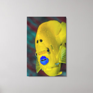 Sluiting van Angelfish Canvas Afdruk