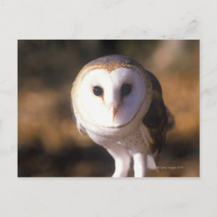 Sluiting van Barn Owl, Land between Lakes, KY Briefkaart