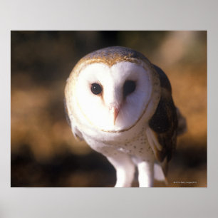 "Sluiting van Barn Owl, Land between Lakes, KY" Poster