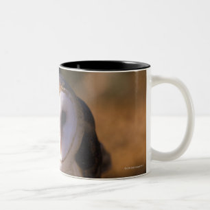 "Sluiting van Barn Owl, Land between Lakes, KY" Tweekleurige Koffiemok