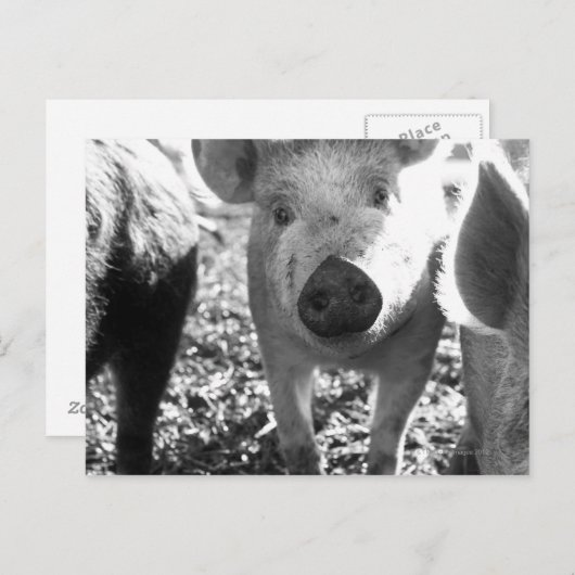 Sluiting van biggen briefkaart (Voorkant / Achterkant)