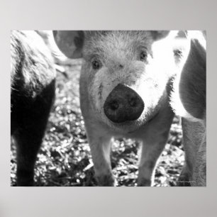 Sluiting van biggen poster