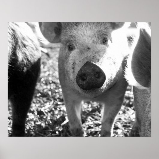 Sluiting van biggen poster (Voorkant)