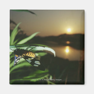 Sluiting van Butterfly op blad bij zonsondergang Magneet