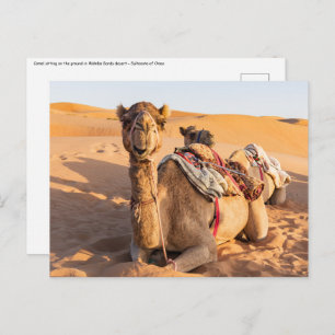 Sluiting van Camel in de woestijn van Oman Briefkaart