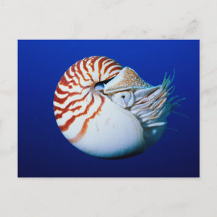 Sluiting van Chambered Nautilus Briefkaart