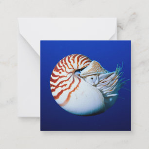 Sluiting van Chambered Nautilus Notitiekaartje