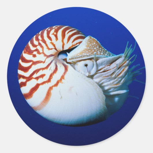 Sluiting van Chambered Nautilus Ronde Sticker (Voorkant)