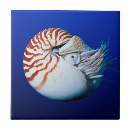 Sluiting van Chambered Nautilus Tegeltje (Voorkant)
