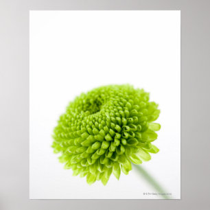 Sluiting van Chrysanthemum bloemhoofd 2 Poster