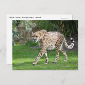 Sluiting van de Afrikaanse Cheetah Briefkaart (Voorkant / Achterkant)