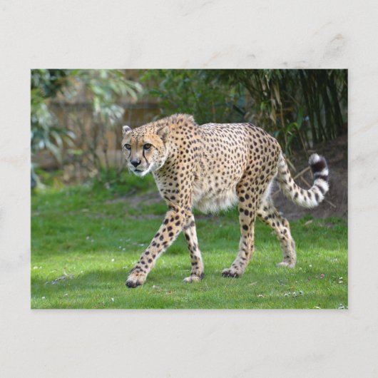 Sluiting van de Afrikaanse Cheetah Briefkaart (Voorkant)