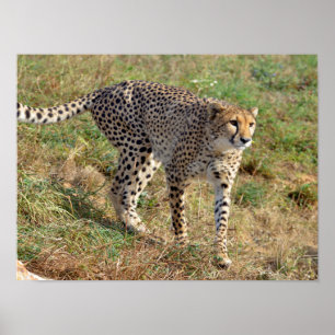Sluiting van de Afrikaanse Cheetah Poster