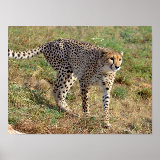 Sluiting van de Afrikaanse Cheetah Poster (Voorkant)