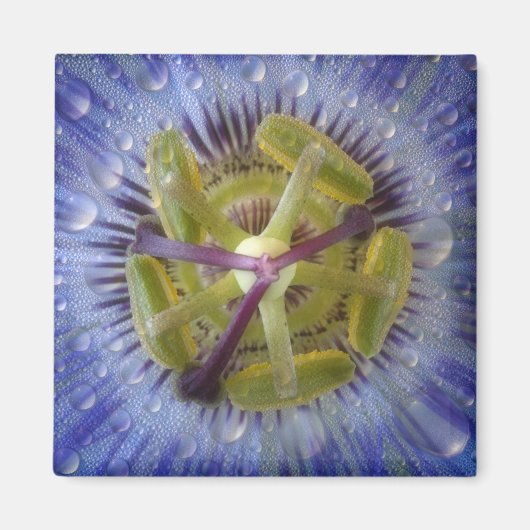 Sluiting van de bruine passie. Credit als: Don Magneet (Voorkant)