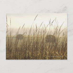 Sluiting van de fotografie van Wheat Briefkaart