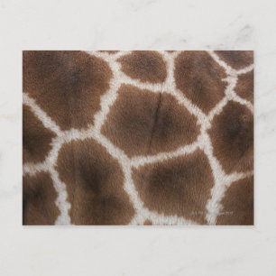 Sluiting van de Giraffe Huid Briefkaart