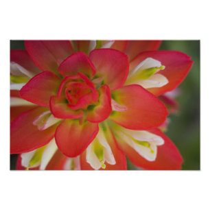 Sluiting van de Indiase schildpenseel bij Gay Hill Foto Afdruk