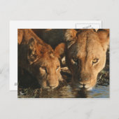 Sluiting van de Leeuwen (Panthera leo) en kubussen Briefkaart (Voorkant / Achterkant)