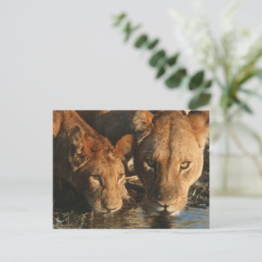Sluiting van de Leeuwen (Panthera leo) en kubussen Briefkaart (Staand voorkant)