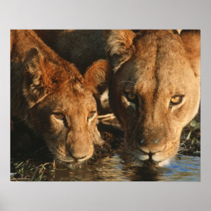 Sluiting van de Leeuwen (Panthera leo) en kubussen Poster