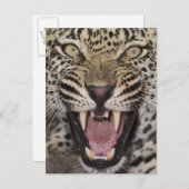 Sluiting van de luipaard briefkaart (Voorkant / Achterkant)