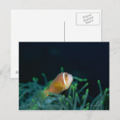 Sluiting van de Malediven Anemone fish, Maldiven Briefkaart (Voorkant / Achterkant)