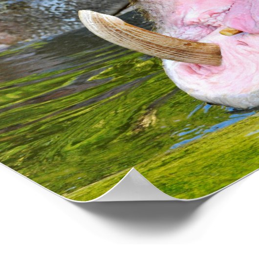 Sluiting van de open mond van de hippopotamus poster (Hoek)