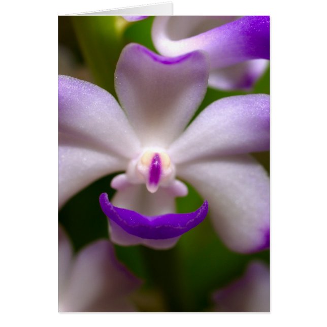 sluiting van de Orchid Flower (Voorkant)