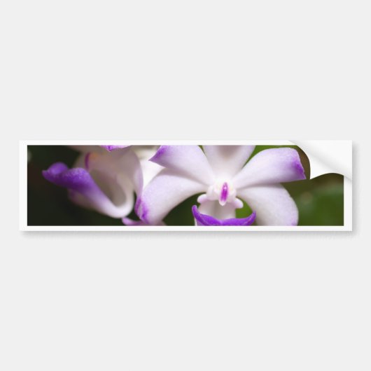 sluiting van de Orchid Flower Bumpersticker (Voorkant)