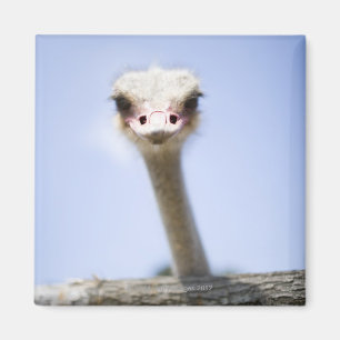 Sluiting van de Ostrich-hoofdstad Magneet