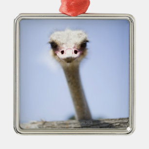 Sluiting van de Ostrich-hoofdstad Metalen Ornament