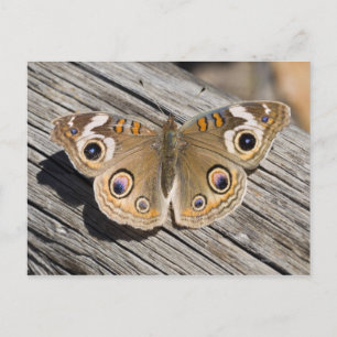 Sluiting van de speenvlinder (Junonia) Briefkaart