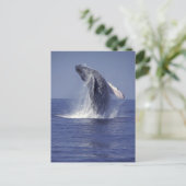 Sluiting van de walvis (Megaptera Briefkaart (Staand voorkant)