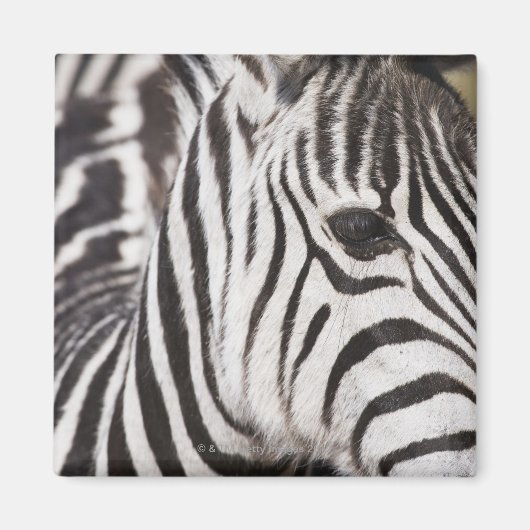 Sluiting van de zebra magneet (Voorkant)