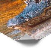 Sluiting van een amerikaanse alligator bij de N.N. Poster (Hoek)