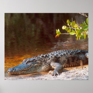 Sluiting van een amerikaanse alligator bij de N.N. Poster