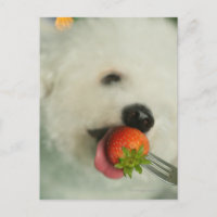 Sluiting van een Bichon Frise die een aardbei eet
