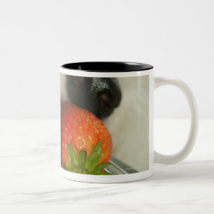 Sluiting van een Bichon Frise die een aardbei eet Tweekleurige Koffiemok