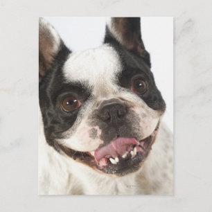 Sluiting van een Boston Terrier Briefkaart