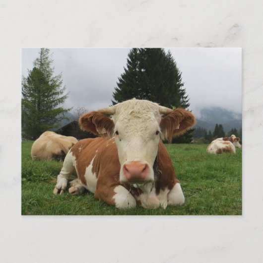 Sluiting van een bruine en witte koe briefkaart (Voorkant)
