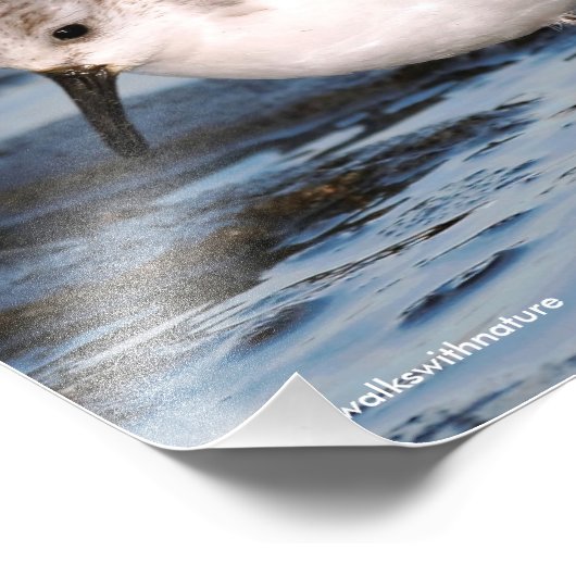 Sluiting van een Busy Sanderling Foto Afdruk (Hoek)