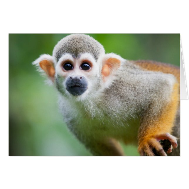 Sluiting van een Common Squirrel Monkey (Voorkant Horizontaal)